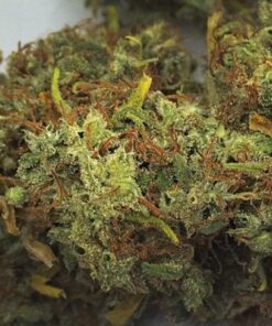 Buy Exotic Weed Malawi Gold Online