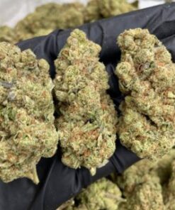 Exotic Zaza Strain for sale